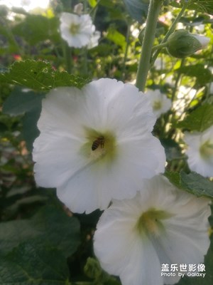 花開(kāi)時(shí)節(jié)