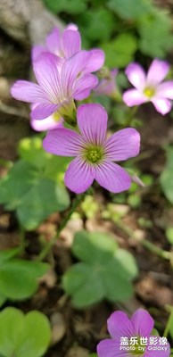 路邊的那些花兒