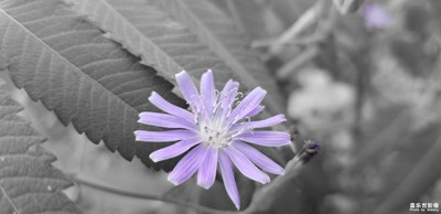 落葉知秋 花凋?yàn)闀r(shí)