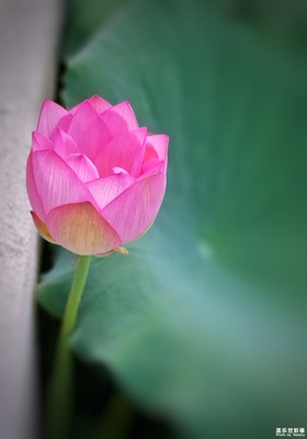 蓋樂世攝影周賽第55期——夏之花