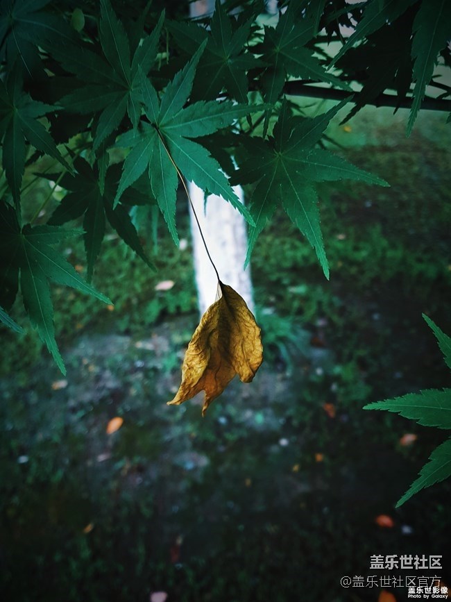 【第100期：各位寶寶們兒童節(jié)快樂(lè)呀 A系列新品即將來(lái)襲】