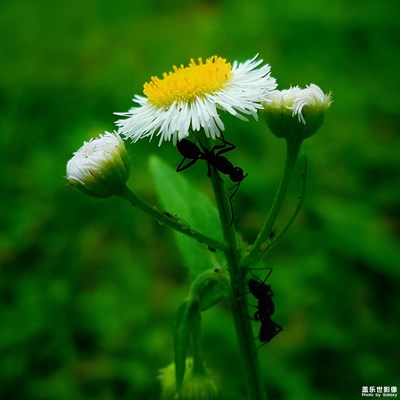 【夏之花】+夏天的顏色