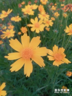 【夏之花】+黃花