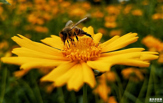 【第101期：三星Galaxy A9 Star | A9 Star Lite 正式發(fā)布】