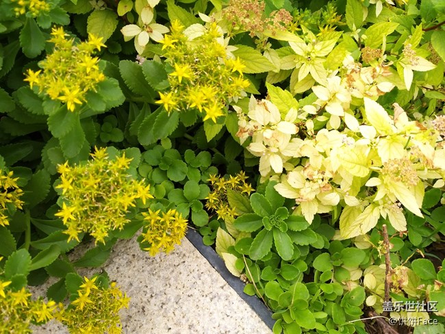 全宇宙首發(fā)！三星Galaxy A9 Star | A9 Star Lite新品評(píng)測(cè)