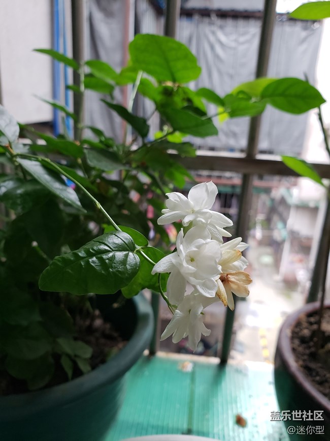 雨后的茉莉，美麗的花朵??????