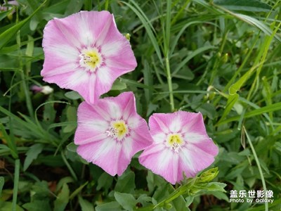 【夏之花】+牽牛