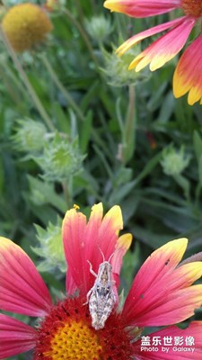 【夏之花】+蟲趣