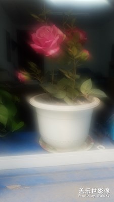 【夏之花】+朦朧