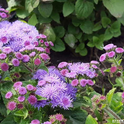 【夏之花】+夏花紅紫落雍容