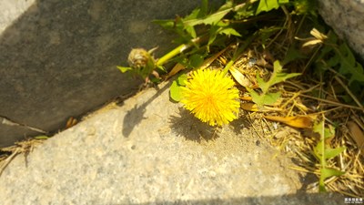 【夏之花】+小野的頑強(qiáng)