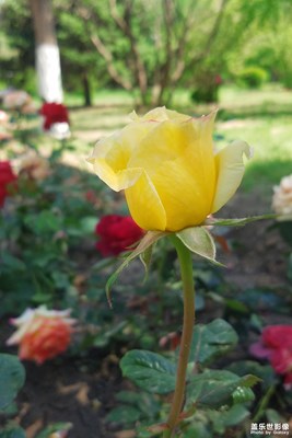 【夏之花】+幾朵小花