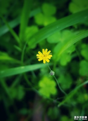 【夏之花】+無(wú)名小野花