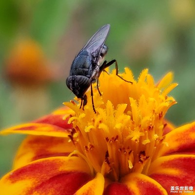 【中國最美瞬間】+昆蟲記