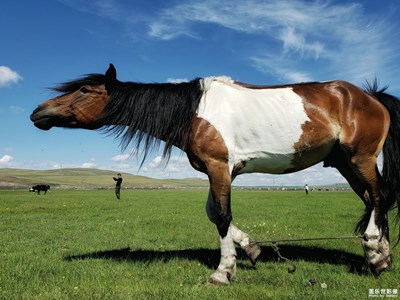 中國最美瞬間+S9眼中的呼倫貝爾