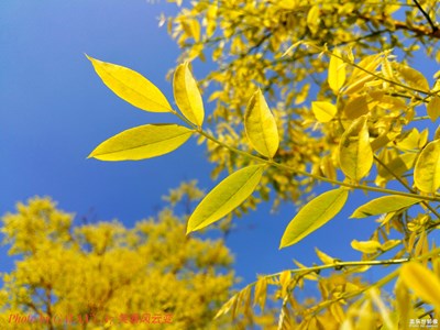 【葉子是個故事】+炫目