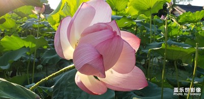 臺(tái)風(fēng)過(guò)后，荷花正好