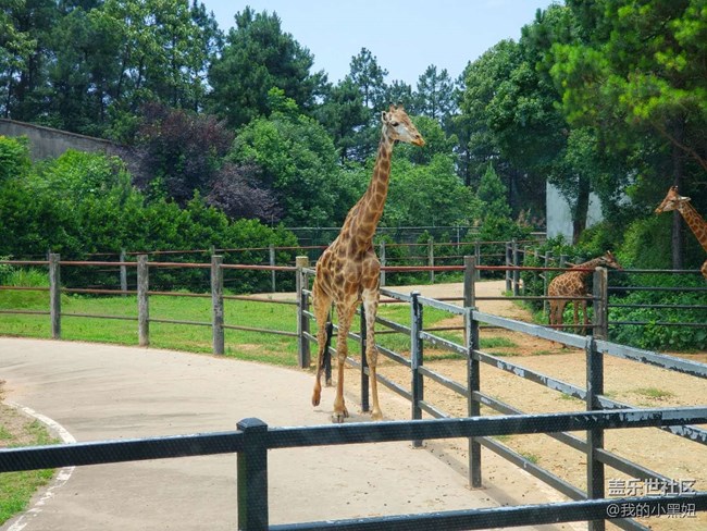 6.10長沙星部落 動物園一日游