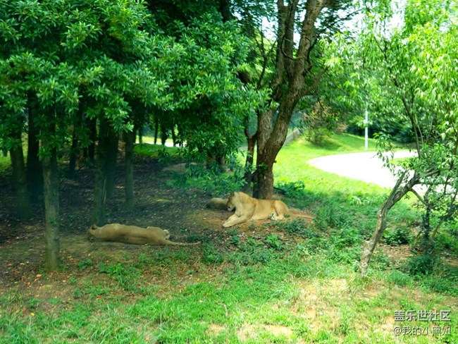 6.10長沙星部落 動物園一日游