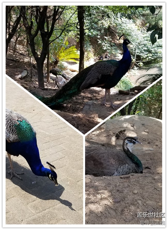 【回顧】長(zhǎng)沙星部落游玩活動(dòng)—《長(zhǎng)沙生態(tài)動(dòng)物園》 【回顧】長(zhǎng)沙星部落游玩活動(dòng)—《長(zhǎng)沙生態(tài)動(dòng)物園》