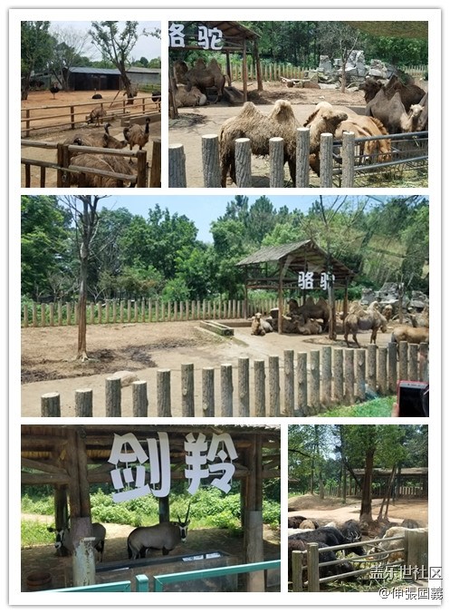 【回顧】長(zhǎng)沙星部落游玩活動(dòng)—《長(zhǎng)沙生態(tài)動(dòng)物園》 【回顧】長(zhǎng)沙星部落游玩活動(dòng)—《長(zhǎng)沙生態(tài)動(dòng)物園》