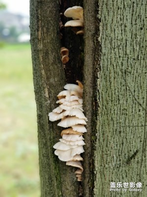最美瞬間－樹上的野生菌