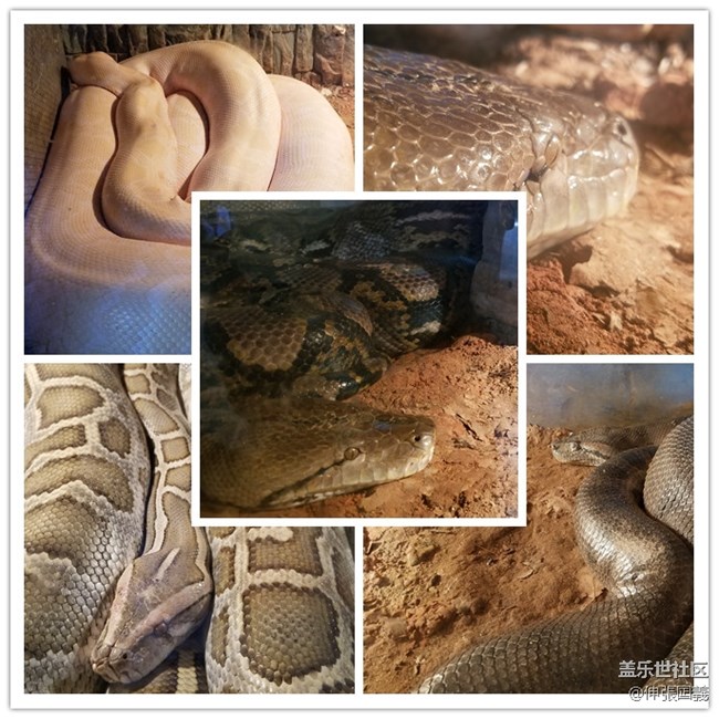 【回顧】長(zhǎng)沙星部落游玩活動(dòng)—《長(zhǎng)沙生態(tài)動(dòng)物園》 【回顧】長(zhǎng)沙星部落游玩活動(dòng)—《長(zhǎng)沙生態(tài)動(dòng)物園》