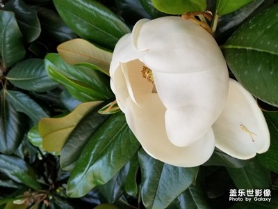 上海市花白玉蘭