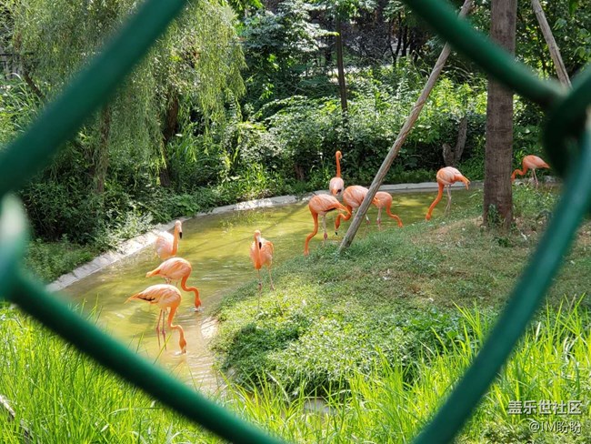 記長沙動(dòng)物園游——長沙星部落活動(dòng)