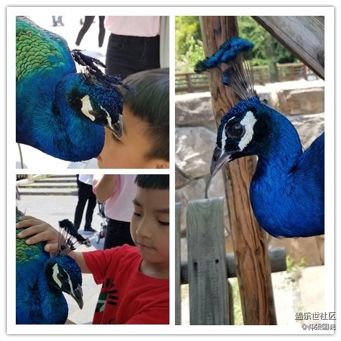 【回顧】長(zhǎng)沙星部落游玩活動(dòng)—《長(zhǎng)沙生態(tài)動(dòng)物園》 【回顧】長(zhǎng)沙星部落游玩活動(dòng)—《長(zhǎng)沙生態(tài)動(dòng)物園》