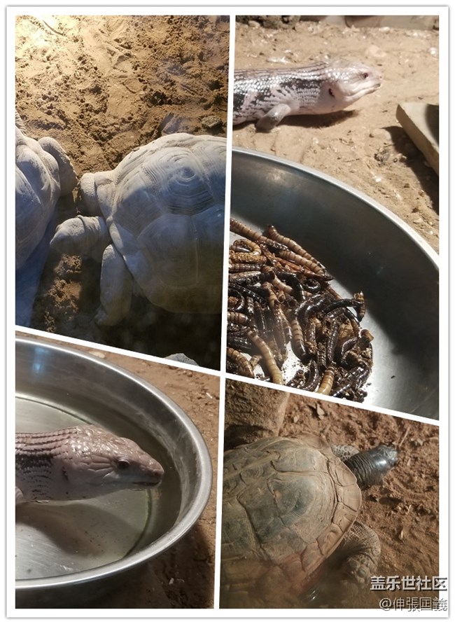 【回顧】長(zhǎng)沙星部落游玩活動(dòng)—《長(zhǎng)沙生態(tài)動(dòng)物園》 【回顧】長(zhǎng)沙星部落游玩活動(dòng)—《長(zhǎng)沙生態(tài)動(dòng)物園》