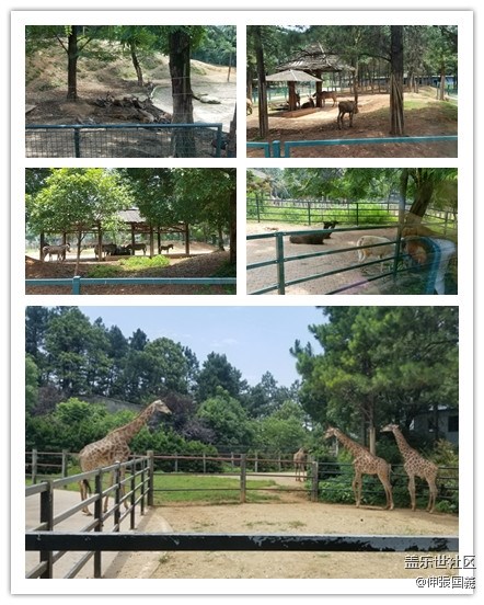 【回顧】長(zhǎng)沙星部落游玩活動(dòng)—《長(zhǎng)沙生態(tài)動(dòng)物園》 【回顧】長(zhǎng)沙星部落游玩活動(dòng)—《長(zhǎng)沙生態(tài)動(dòng)物園》