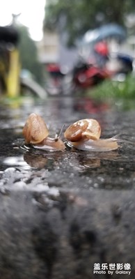 雨后小蝸牛