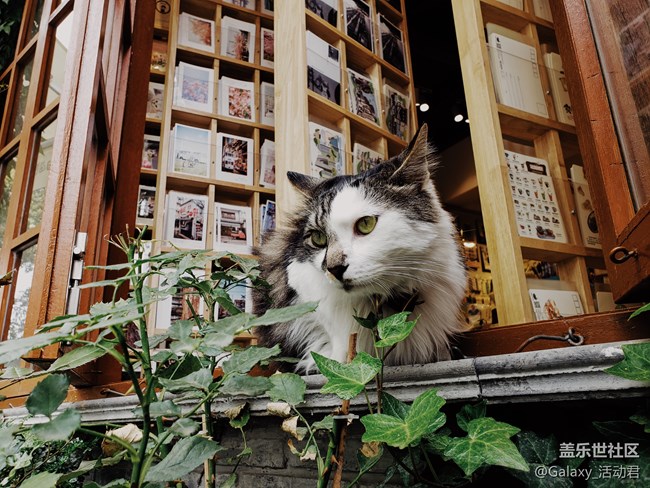 最美攝影課堂：蘇州漫影，快來pick林海音獨家攝影秘方