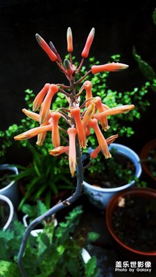 蘆薈開(kāi)花