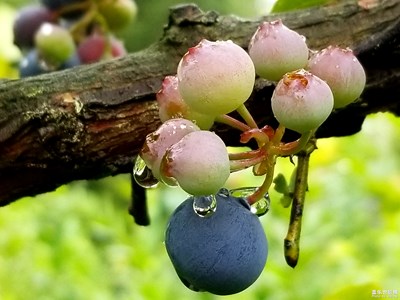 最美瞬間－藍(lán)莓