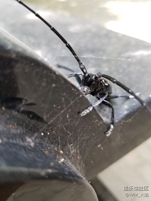 又一個(gè)天牛