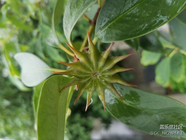 S7的7.0最后一版本，隨拍