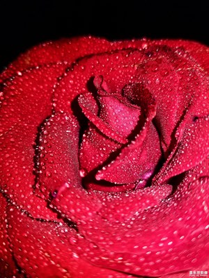 5.20我收到的花，可惜的是拍的時(shí)候有點(diǎn)謝了。