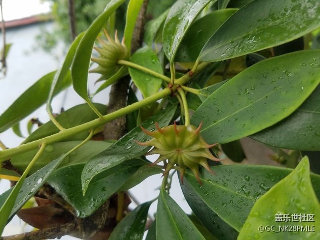 S7的7.0最后一版本，隨拍