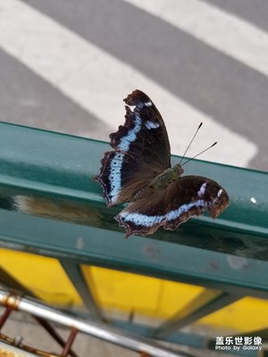 飛過來一個蝴蝶