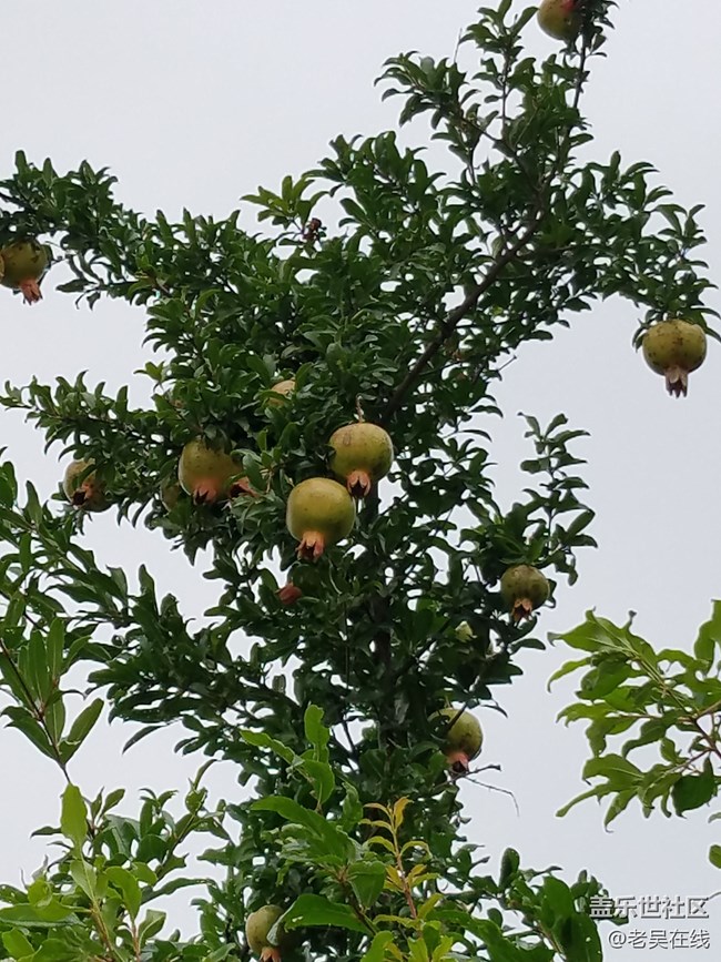 我愛我的家鄉(xiāng)