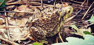 頂珠掛水拍金蟾