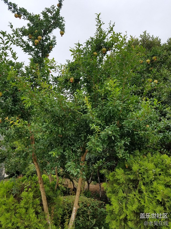 我愛我的家鄉(xiāng)