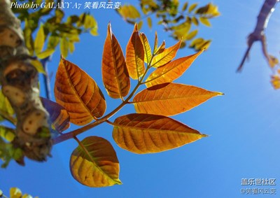 【葉子是個故事】+穿透