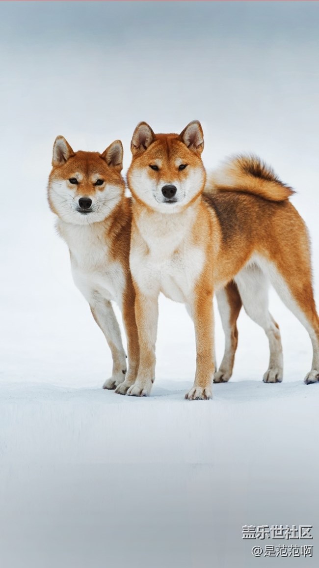 存在于手機(jī)和現(xiàn)實(shí)中的人類的好朋友 存在于手機(jī)和現(xiàn)實(shí)中的人類的好朋友