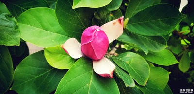 社區(qū)的花草樹木