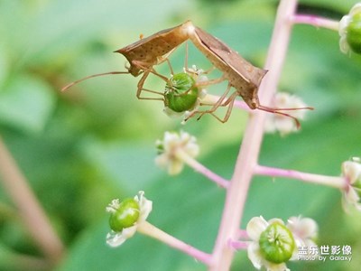 行走，發(fā)現(xiàn)+夏蟲掠影
