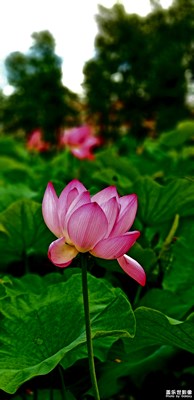 昆明翠湖荷花開了。