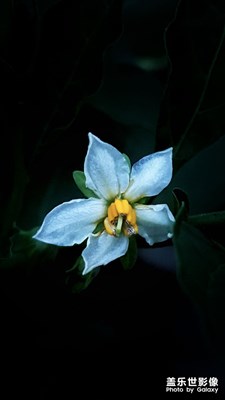 花開花落